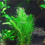 Ngryise 10pcs plant Hydrotriche hottoniflora aquarium
