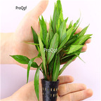 Ngryise 10pcs plant aquarium Hygrophila stricta