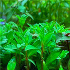 Ngryise 10pcs plant Ludwigia senegalensis aquarium lvdingxiang