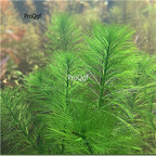Ngryise 10pcs plant Myriophyllum hippuroides