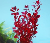 Ngryise 10pcs plant aquarium zidingxiang