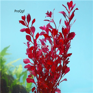 Ngryise 10pcs plant aquarium zidingxiang