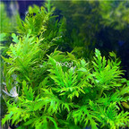 15usd Ngryise 10pcs plant Hygrophila difformis