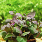 15usd Ngryise 10pcs plant LOBELIA CARDINALIS