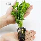 15usd plant Ngryise 10pcs Saxifraga stolonifera