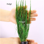 15usd 10pcs plant  ngryise Eleocharis vivipara