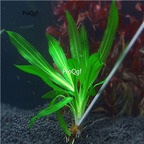 15usd plant Ngryise 3PCS A Set Echinodorus major