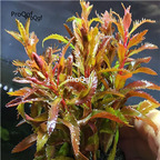 15usd plant Ngryise 5Pcs Proserpinaca palustris