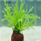 15usd Ngryise 5Pcs plant Riccia fluitans lujiaorong