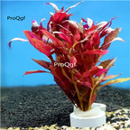 15usd plant Ngryise 5Pcs Alternanthera reineckii