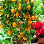 15usd seed ProQgf 3000Pcs A Set  Dwarf Standing Orange