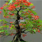 15usd seed Ngryise 2000pcs canada Mini Red Maple