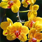 15usd seed Ngryise 2000pcs yellow red potted phalaenopsis orchid