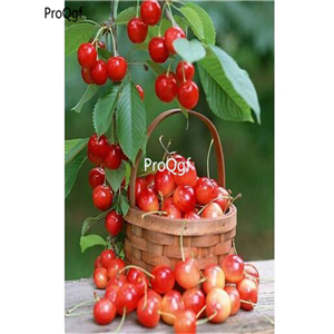15usd seed Ngryise 1000pcs Sweet Sylvia Upright Cherry