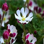 15usd seed Ngryise 3000pcs Night Blooming Phlox