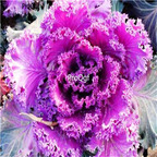 15usd seed Ngryise 6000pcs purple cabbage