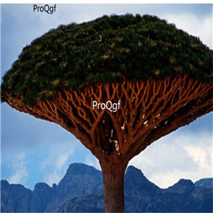 15usd seed Ngryise 500pcs Canary Island Dragon Blood Dracaena Draco Showy