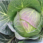 15usd seed Ngryise 8000pcs Fresh Rare Giant Russian Cabbage