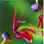 15usd seed Ngryise 3000pcs flying duck orchid