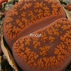 seed Lithops aucampiae mix 100pcs 15usd