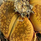 seed Lithops aucampiae Storms Snowcap C392 100pcs 18usd