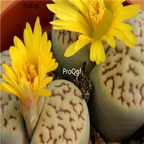 seed Lithops bromfieldii mix 100pcs 15usd