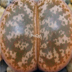 Lithops coleorum c396 seed 100pcs 15usd