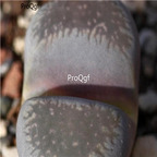seed Lithops comptonii C377 100pcs 15usd