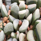 seed Lithops divergens 100pcs 15usd