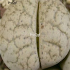 seed Lithops francisci mix 100pcs 15usd
