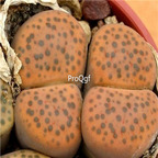 seed Lithops fulviceps 100pcs 18usd
