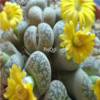 seed Lithops gesinae 100pcs 15usd