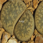 seed Lithops gesinae C406 100pcs 15usd