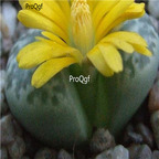seed Lithops geyeri 100pcs 15usd