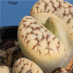 seed Lithops gracilidelineata 80pcs 18usd