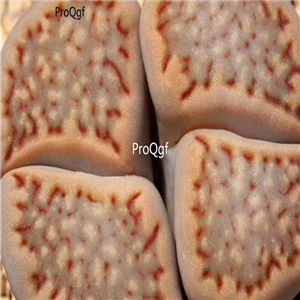 seed Lithops hallii 100pcs 15usd
