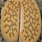 seed Lithops hallii brown form C135 100pcs 15usd
