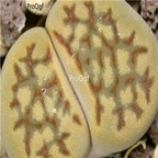 seed Lithops hallii C052 100pcs 15usd