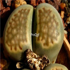 seed  Lithops hallii C087 100pcs 15usd