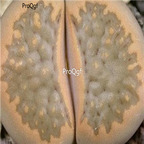 seed Lithops hallii C094 100pcs 15usd