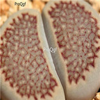 seed Lithops hallii C119 100pcs 15usd