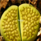 seed Lithops hallii Green Soapstone 50pcs 15usd
