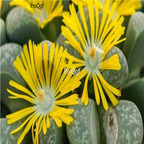 seed Lithops helmutii C271  100pcs 15usd