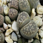seed Lithops hermetica C397 50pcs 18usd