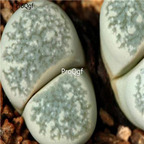 seed Lithops herrei 100pcs 18usd