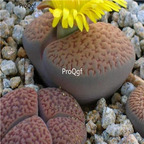 seed Lithops hookeri 100pcs 15usd