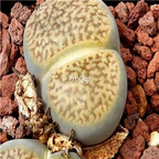 seed Lithops hookeri v dabneri 100pcs 15usd