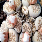 seed Lithops julii C063 100pcs 15usd