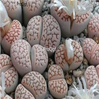 seed Lithops julii C064 100pcs 15usd