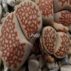 seed Lithops julii Harlequin 100pcs 15usd
